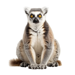 Obraz premium Lemur isolated on the transparent background PNG. Top view. AI generative.