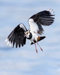 Vertical closeup shot of a northern lapwing (Vanellus vanellus) flying over the water