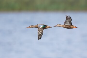 Closeup shot of two northern shovelers (Spatula clypeata) flying over the water
