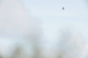 Selective focus shot of a kestrel bird flying in a clear sky