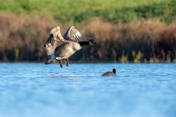 Selective focus shot of a Canadian goose flying over a blue lake surface