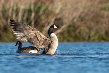 Beautiful shot of a Canadian goose landing on a blue lake