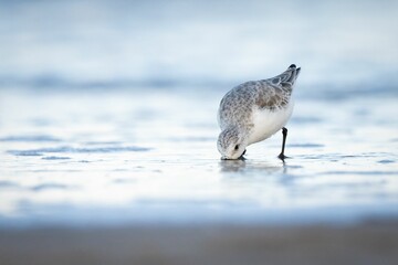 Selective focus shot of a three-toed sandpiper bird searching for food on a beach