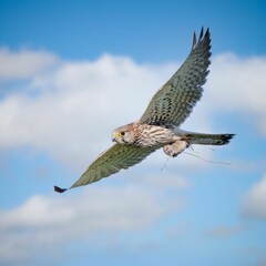 Selective focus shot of a kestrel bird flying in a clear blue sky