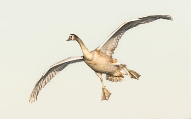 Selective focus shot of a juvenile swan flying in a clear sky