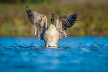 Beautiful shot of a Canadian goose landing on a blue lake © Marko Hoops Photography/Wirestock Creators
