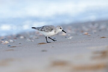 Selective focus shot of a three-toed sandpiper bird searching for food on a beach
