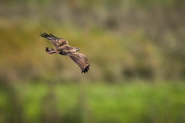 Selective focus shot of a buzzard flying over a forest