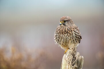 Closeup of a beautiful Kestrel bird