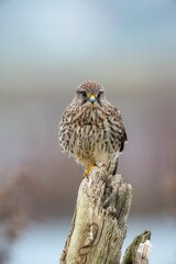 Closeup of a beautiful Kestrel bird