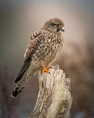 Closeup of a beautiful Kestrel bird