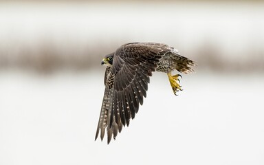 Closeup of a Peregrine falcon in flight