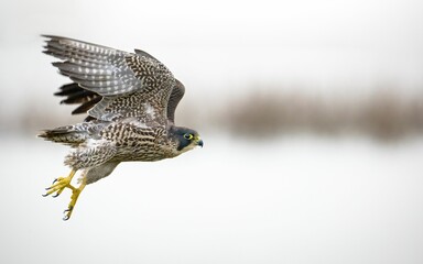 Closeup of a beautiful Kestrel bird in flight
