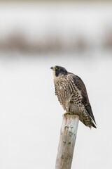 Vertical shot of a Peregrine falcon perched on a pole