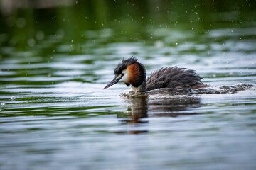 Closeup shot of a great crested grebe (Podiceps cristatus) in the water