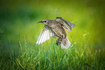 Juvenile starling bird landing on a grassy field in the Netherlands