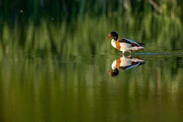 Lone shelduck duck on a shallow swamp lake in the Netherlands