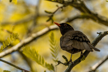 blackbird on a branch