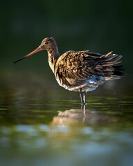 Lone wader black-tailed godwit bird on a shallow swamp lake in the Netherlands