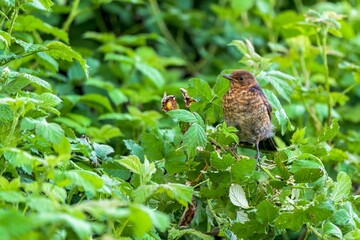 Juvenile blackbird perching on bushes against a blurry background