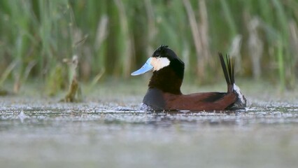 Closeup shot of a Ruddy Duck in a lake with green leaves in the background