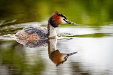Closeup of a great crested grebe (Podiceps cristatus) swimming in the water