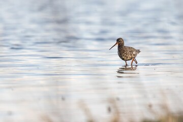 Cute spotted redshank (Tringa erythropus) walking in the waters of a pond on the blurred background