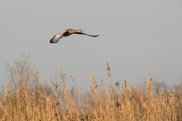 Goose flying over the field against the gray sky on the blurred background