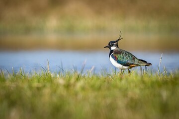 Cute lapwing (Vanellus vanellus) resting on the green grass with a lake in the blurred background