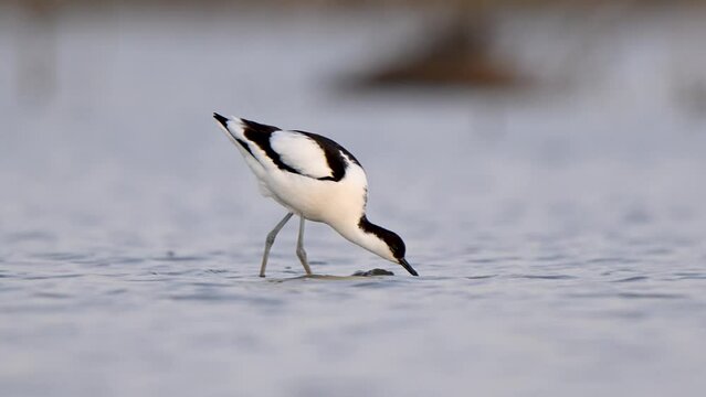 Closeup of an adorable avocet bird wandering and drinking water from a shallow lake
