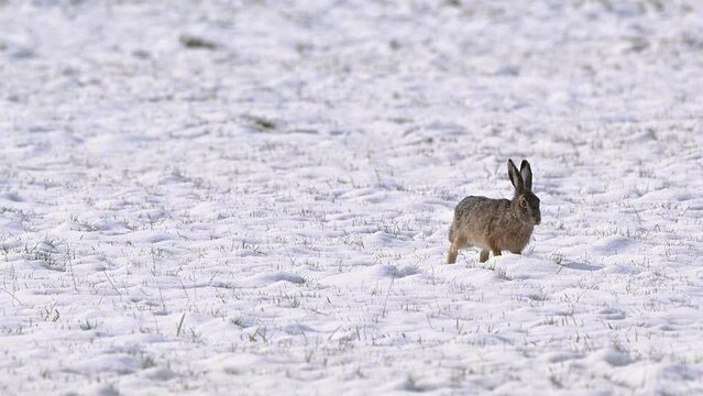 Close-up view of a brown hare running in a beautiful snowy farmland