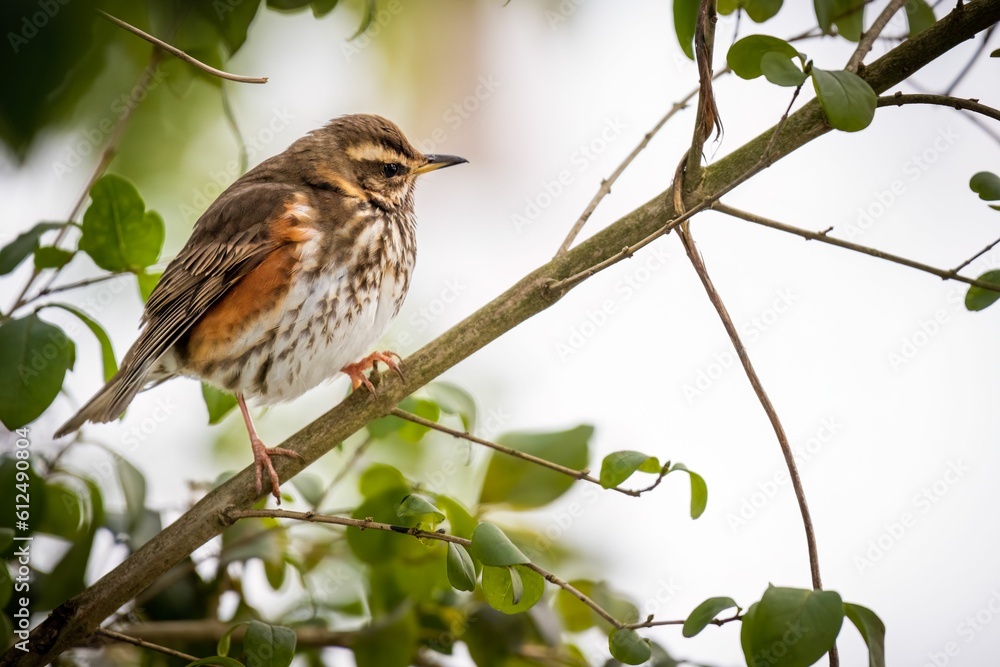 Poster closeup of a small redwing (turdus iliacus) resting on the tree branch on the blurred background