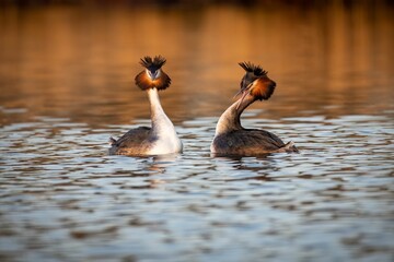 Closeup of great crested grebe (Podiceps cristatus) mating in the water