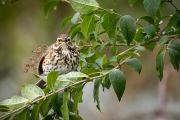 Closeup shot of a Redwing standing on a tree branch, surrounded by green foliage in the forest