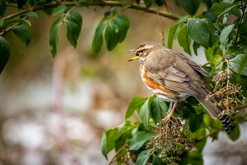 Closeup shot of a Redwing standing on a tree branch, surrounded by green foliage in the forest