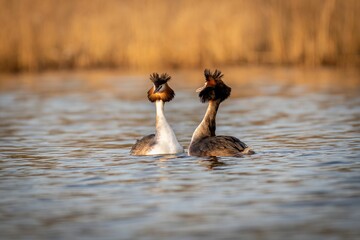 Closeup of great crested grebe (Podiceps cristatus) mating in the water