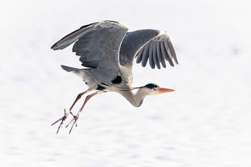 Closeup shot of a flying grey heron (Ardea cinerea) with the calm lake in the blurred background