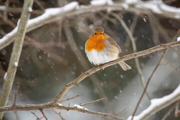 Closeup shot of an European robin standing on a tree brunch, during the snowy winter day