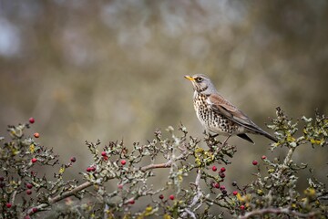 Closeup shot of a beautiful Fieldfare standing in a red berry bush