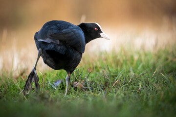 Eurasian coot with a slaty-black body, a glossy black head, and a white bill, standing in the grass