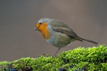 Robin bird with an orange spot perched on a moss-covered log
