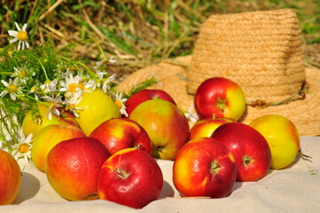 Still life in rustic style ripe apples close-up. Harvesting.