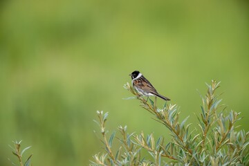 Reed bunting in the garden