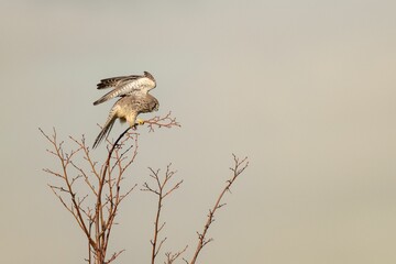 Beautiful view of Kestrel bird flying in the sky
