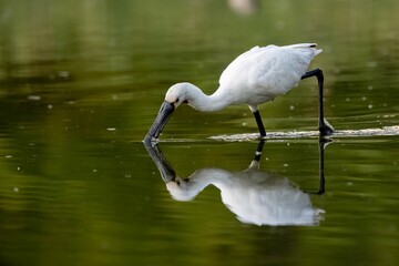Beautiful view of spoonbill in the lake
