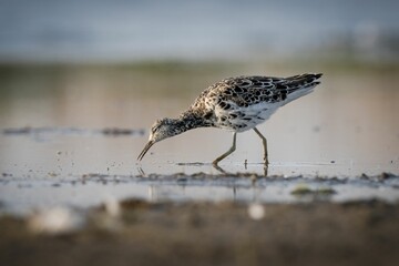 Closeup of a ruff (Calidris pugnax) looking for food