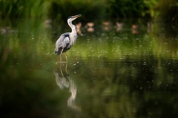 Beautiful view of a grey heron bird in the lake