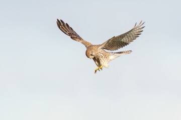 Beautiful view of Kestrel bird flying in the sky