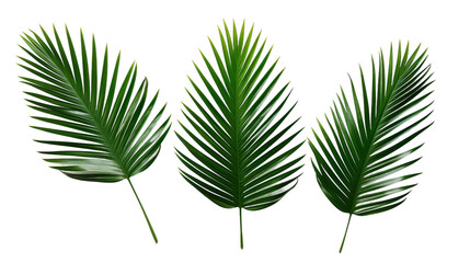 collection of palm leaves, palm tree, transparent background, isolated, top view, flat illustration, ai generated