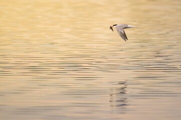 Beautiful view of tern flying with a fish in mouth over the lake